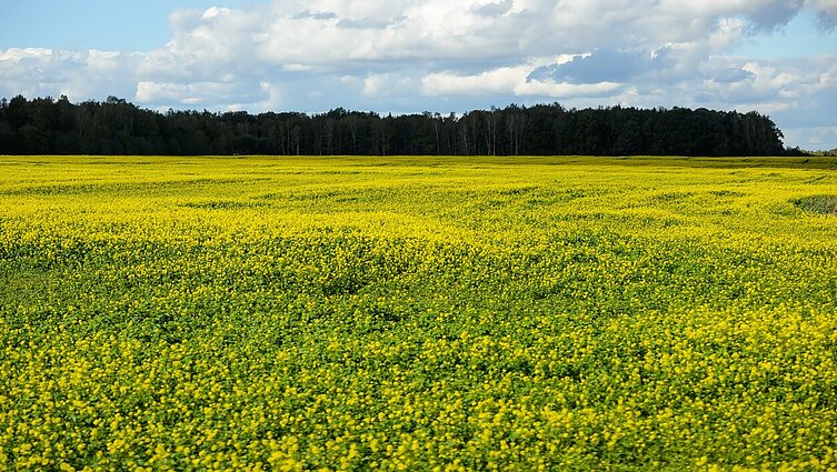 „Tokio derliaus sunaikinimo dar nemačiau“: stipri kruša Prienų r. nuniokojo rapsų laukus
