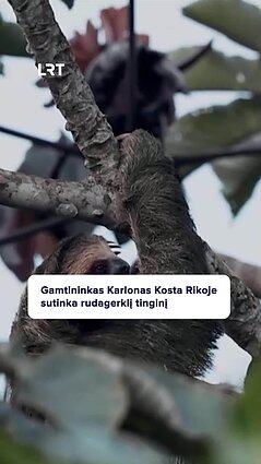 Gamtininkas Karlonas apie tinginį: jis ant tiek lėtas, kad ant jo pradeda augti dumbliai