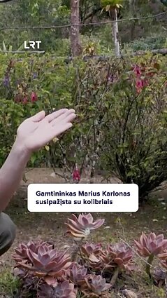 Gamtininkas Karlonas apie kolibrius: kokio grožio tai paukštis