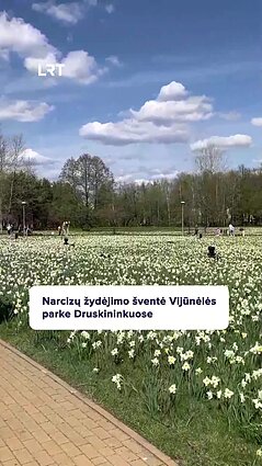 Vijūnėlės parke Druskininkuose pasodinta 500 000 narcizų svogūnėlių!