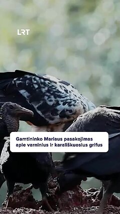 Kodėl Marių Karloną labiausiai stebina karališkieji grifai?