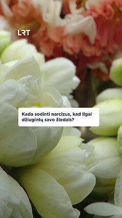 Kada geriausia sodinti narcizus?