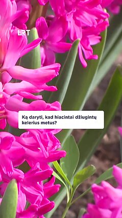 Kaip tinkamai prižiūrėti hiacintus, kad jie džiugintų kuo ilgiau?