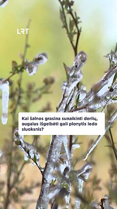 Kaip nuo šalčio naktimis saugomi šilauogių krūmai?