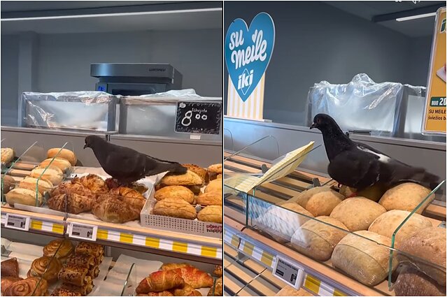 Balandis Antakalnio „Iki“ parduotuvėje 