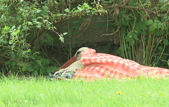Woman in Lithuania moves mountains to save injured stork