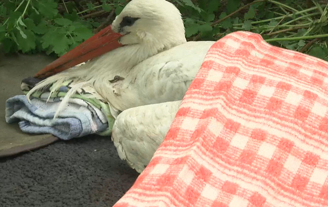 Woman in Lithuania moves mountains to save injured stork