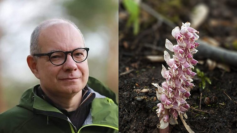 Gegužinė žvynašaknė – parazituojanti gamtos įdomybė: dažniausiai atrasite po lazdynais