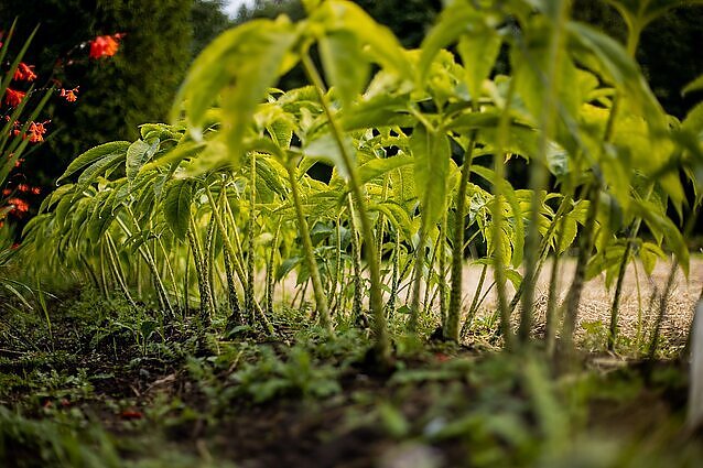 Pavasario ABC: gamtininkė dalijasi patarimais, kaip tinkamai prižiūrėti augalus
