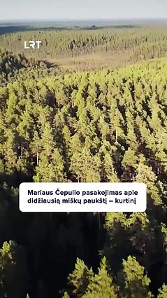 Ar esate gamtoje sutikę kurtinį?