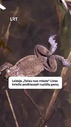 Linas įrašinėja gamtos garsus: išgirskite rupūžių kalbą