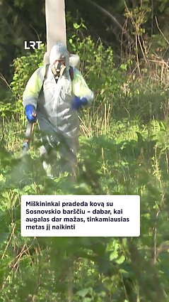 Miškininkai pradeda kovą su Sosnovskio barščiu