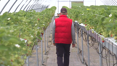 Strawberry farm