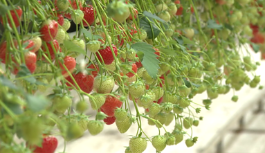 Strawberry farm
