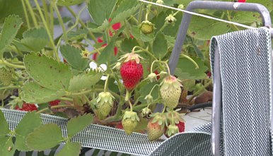 Strawberry farm