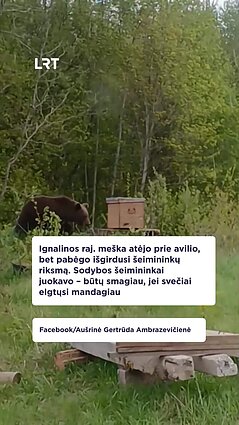 Ignalinos rajone į sodybą užsuko meškutė!