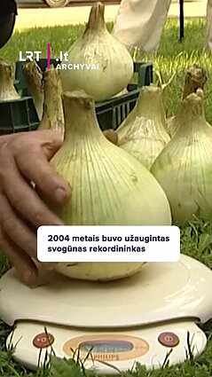 2004 metais buvo užaugintas svogūnas rekordininkas