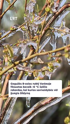 Fiksuotas šalčio rekordas