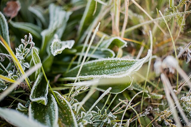 Šiąnakt užfiksuotas šalčio rekordas: temperatūra krito iki beveik 6 laipsnių šalčio