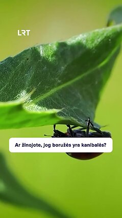 Čepulis gadina vaikystės įsivaizdavimus: kokiais melais tikime?