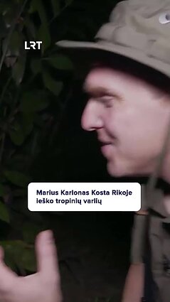 Vos įžiūrimos tropinės varlytės: kokią gynybinę reakciją jos išvysčiusios?