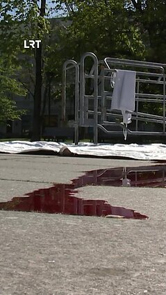 Paršelių kastravimas be nuskausminamųjų