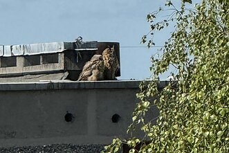 Didžiųjų apuokų jaunikliai paliko lizdą ir susipažįsta su miestu