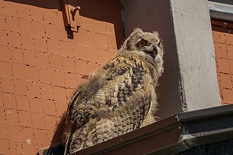 Didžiųjų apuokų jaunikliai paliko lizdą ir susipažįsta su miestu