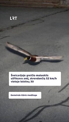 Pamatykite: antis viršijo greitį