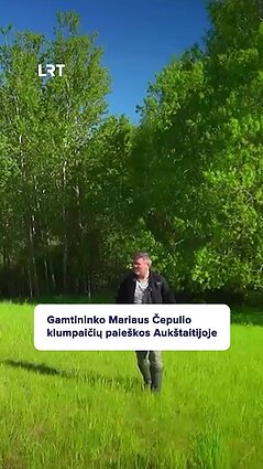 Čepulis apie Lietuvos orchidėjas: jų būna skirtingų