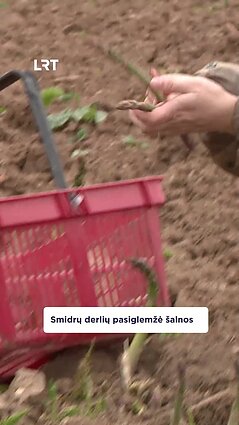 Šiemet dalį smidrų derliaus pasiglemžė šalnos