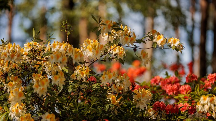 VDU Botanikos sode – eilės, norint išvysti rododendrų žiedus: gausa džiugina ir per šalnas