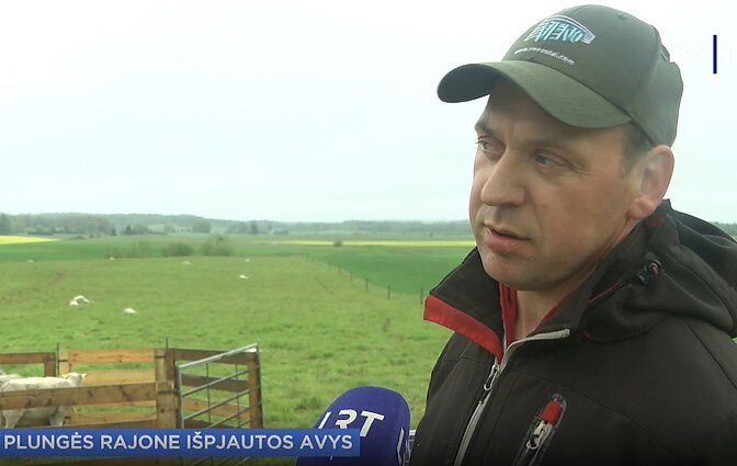 Šokas Plungės rajone – tiek vienoje vietoje išpjautų gyvulių jau seniai nebuvę Šokas Plungės rajone – tiek vienoje vietoje išpjautų gyvulių jau seniai nebuvę