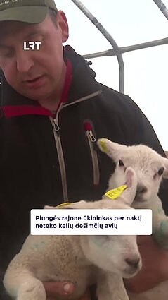Plungės rajone ūkininkas per naktį neteko kelių dešimčių avių