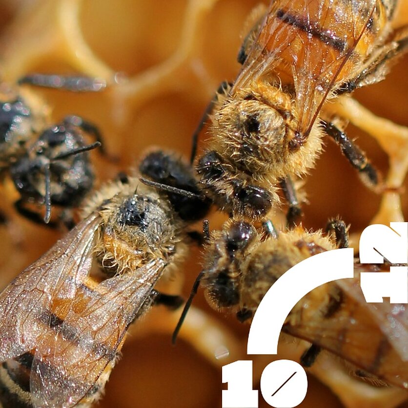 Stop kadras, Laimonas Galvonas