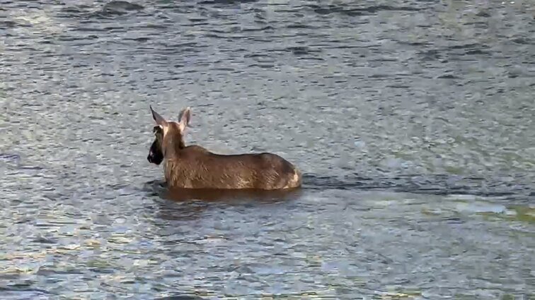 Vilniuje – po miestą besiblaškantis briedis: gyvūnas užfiksuotas plaukiojantis po Nerį