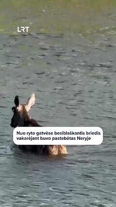 Vilniuje – nuo ryto gatvėse besiblaškantis briedis