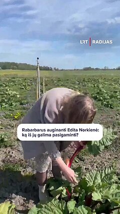 Rabarbarus auginanti Edita Norkienė: ką iš jų galima pasigaminti?