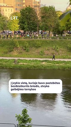 Vilniuje besiblaškantį briedį gelbėja tarnybos