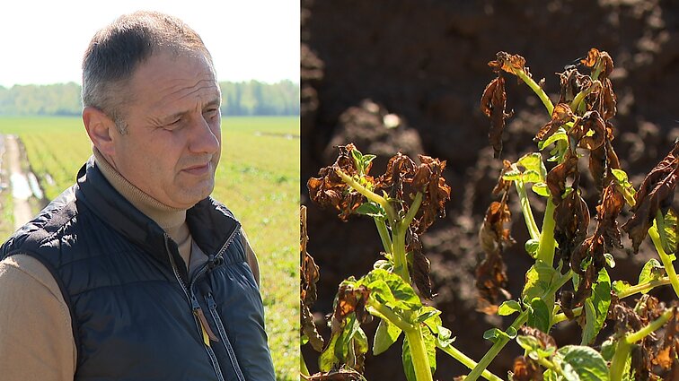 Po užsitęsusių šalnų ūkininkai skaičiuoja nuostolius: „Taip nėra buvę jau 20 metų“