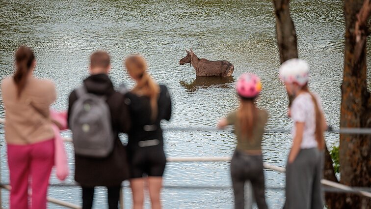 Gamtininkas apie žmonių dėmesį briedžiui: buvo neramu, kad iš streso nenumirtų