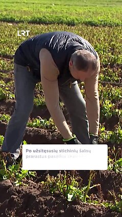 Dėl šalnų pasėlius praradę ūkininkai ragina skelbti ekstremaliąją situaciją