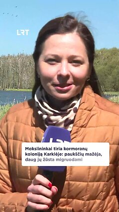 Mokslininkai aiškinasi, kiek kormoranų kolonijų liko Lietuvoje