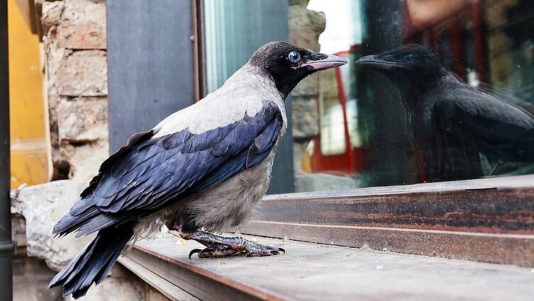Kerštingumu pasižyminčios varnos: agresyvumą demonstruoti gali, bet grėsmės nekelia