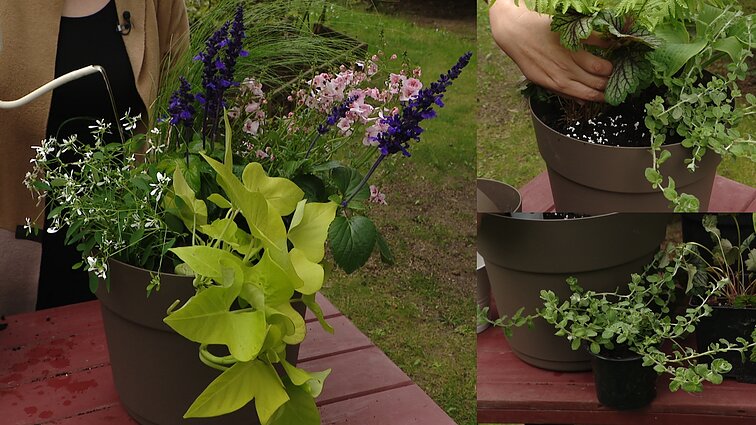 Augalų kompozicijos lauko vazonuose: patarimai, kaip neturint sodo pasipuošti namus