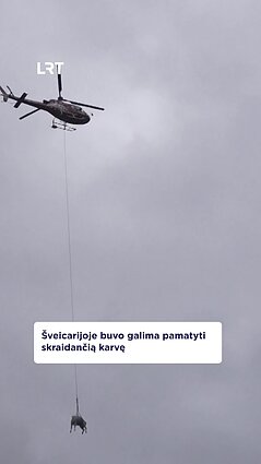 Skraidanti karvė Šveicarijoje: kaip vyko evakuacija?