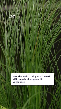 Kaip pasidžiaugti savo pačių sodintais augalais, jei neturite sodo?