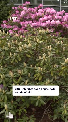 VDU Botanikos sode žydi rododendrai