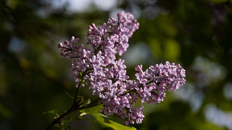 Alyvas ir jų aromatą išlaikysite ilgiau: specialistės pataria, kaip tą padaryti teisingai
