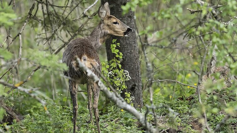 Lietus lijo ir „išlijo“ stirnas